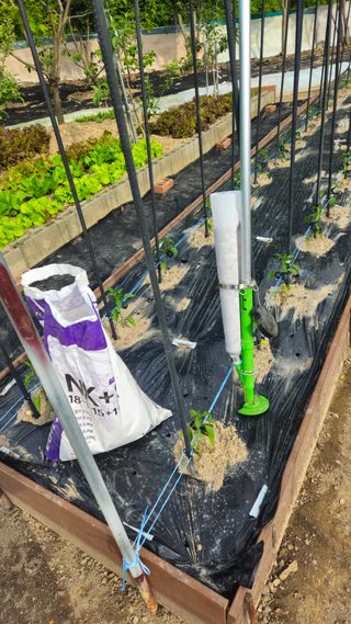 김호열님의 고추 · 영농일지 작성글 사진