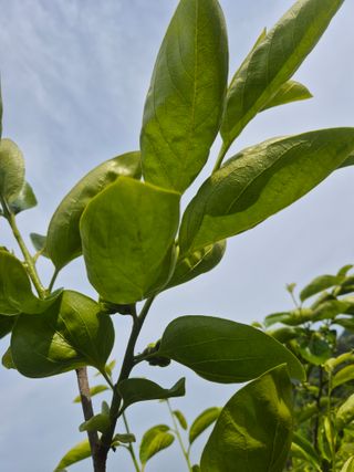 최진일님의 감 · 영농일지 작성글 사진