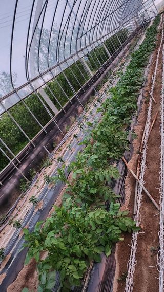 장기수님의 기타작물 · 영농일지 작성글 사진