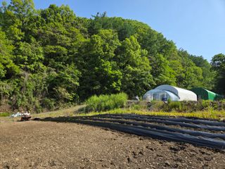 윤자용11대임후회장님의 고추 · 영농일지 작성글 사진