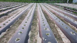 장기수님의 기타작물 · 영농일지 작성글 사진