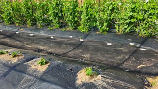 김호열님의 고추 · 영농일지 작성글 사진