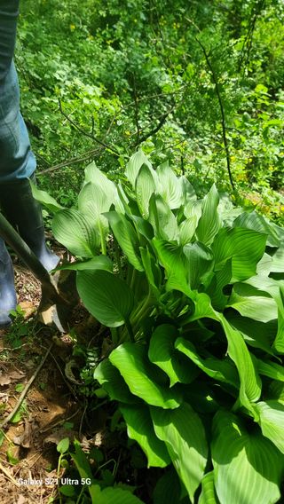 김금순자연산약초님의 기타작물 · 영농일지 작성글 사진