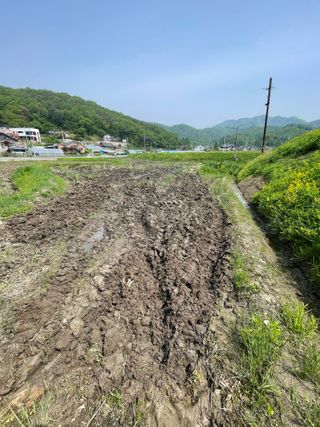 별@노래농장(정씨)님의 벼 · 영농일지 작성글 사진