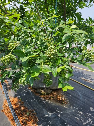 제주 지안이네농장님의 기타작물 · 영농일지 작성글 사진