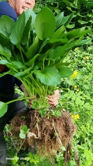 김금순자연산약초님의 기타작물 · 영농일지 작성글 사진