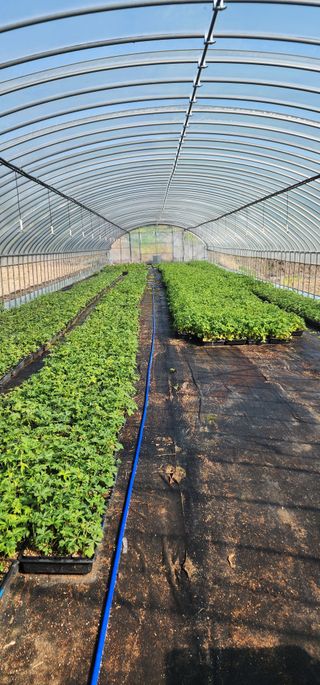 김제일님의 기타작물 · 영농일지 작성글 사진