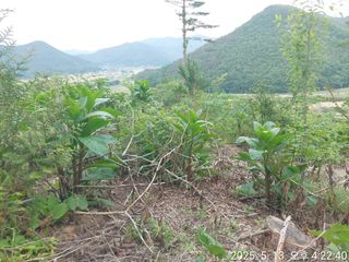 유병욱님의 두릅 · 영농일지 작성글 사진