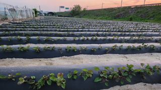 장기수님의 기타작물 · 영농일지 작성글 사진