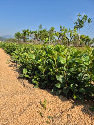 우리농원님의 사과 · 영농일지 작성글 사진