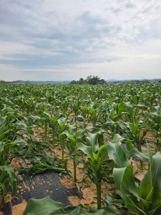 강선미님의 기타작물 · 영농일지 작성글 사진