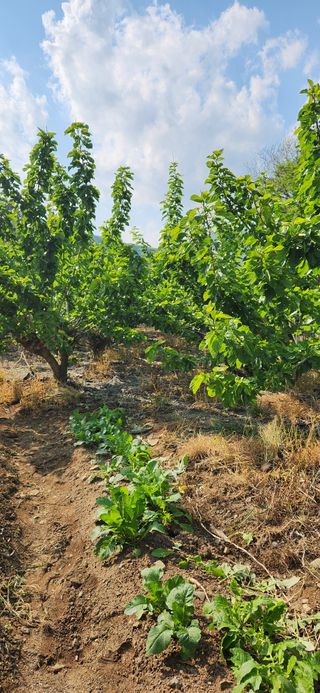 최군환님의 기타작물 · 영농일지 작성글 사진