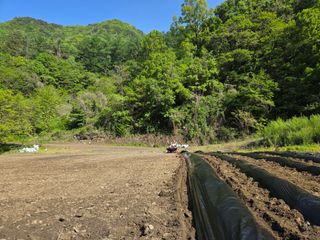 윤자용11대임후회장님의 고추 · 영농일지 작성글 사진