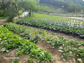 정창훈님의 옥수수 · 영농일지 작성글 사진