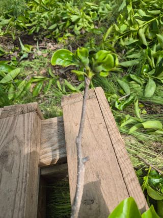 최진일님의 감 · 영농일지 작성글 사진