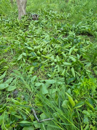 최진일님의 감 · 영농일지 작성글 사진