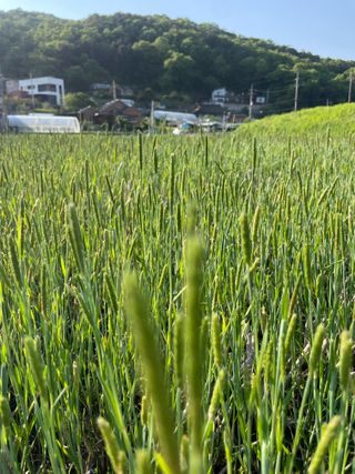 별@노래농장(정씨)님의 벼 · 영농일지 작성글 사진