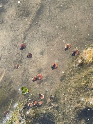 별@노래농장(정씨)님의 벼 · 영농일지 작성글 사진