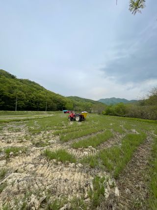 별@노래농장(정씨)님의 벼 · 영농일지 작성글 사진