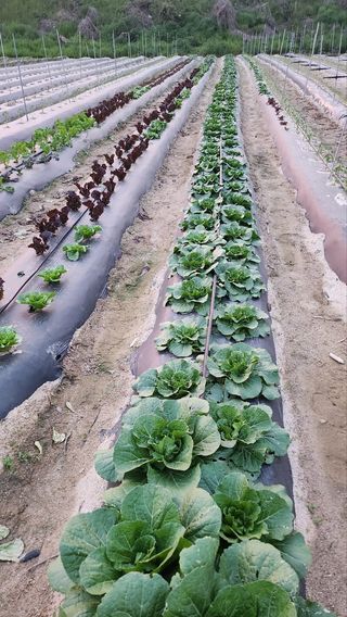 장기수님의 기타작물 · 영농일지 작성글 사진