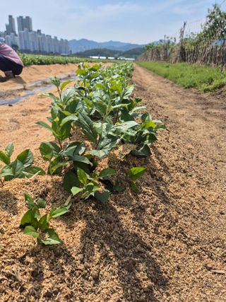 우리농원님의 사과 · 영농일지 작성글 사진