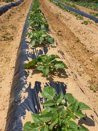 엘림농장님의 옥수수 · 영농일지 작성글 사진