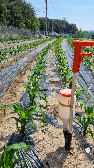최언봉님의 옥수수 · 영농일지 작성글 사진