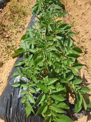 엘림농장님의 옥수수 · 영농일지 작성글 사진