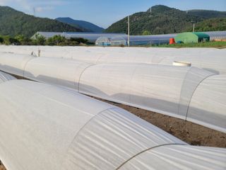 이석기님의 고추 · 영농일지 작성글 사진