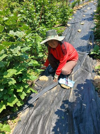 이근우님의 딸기 · 영농일지 작성글 사진
