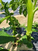 팜모닝 감자·영농일지 게시글 이미지