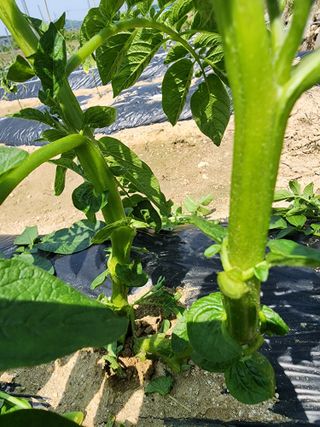  청계유정란 박진균님의 감자 · 영농일지 작성글 사진