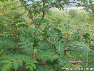 유병욱님의 두릅 · 영농일지 작성글 사진