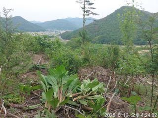 유병욱님의 두릅 · 영농일지 작성글 사진