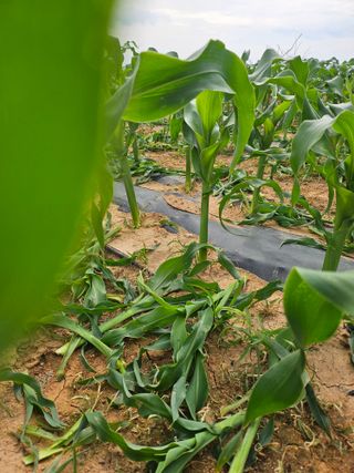 강선미님의 기타작물 · 영농일지 작성글 사진