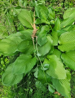 김금순자연산약초님의 기타작물 · 영농일지 작성글 사진