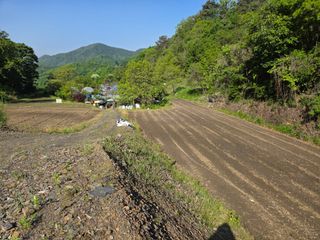 윤자용11대임후회장님의 고추 · 영농일지 작성글 사진