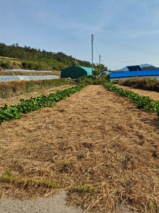 비금나루님의 호박 · 영농일지 작성글 사진