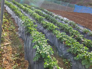 윤석은님의 감자 · 영농일지 작성글 사진