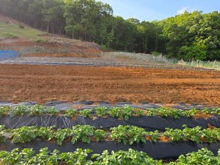 윤석은님의 고구마 · 영농일지 작성글 사진
