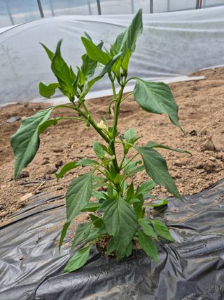 왕자농원님의 고추 · 영농일지 작성글 사진