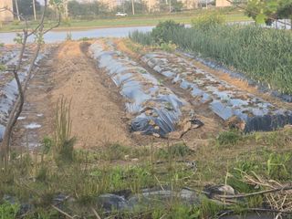 박해용(세건농장)님의 기타작물 · 영농일지 작성글 사진