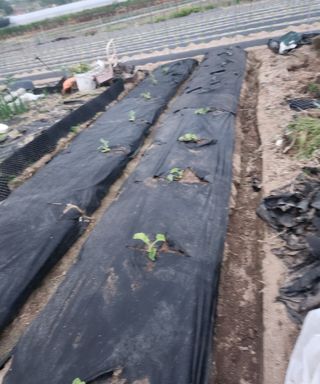 스마일00님의 기타작물 · 영농일지 작성글 사진