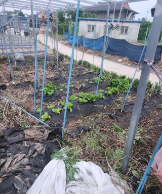 스마일00님의 기타작물 · 영농일지 작성글 사진