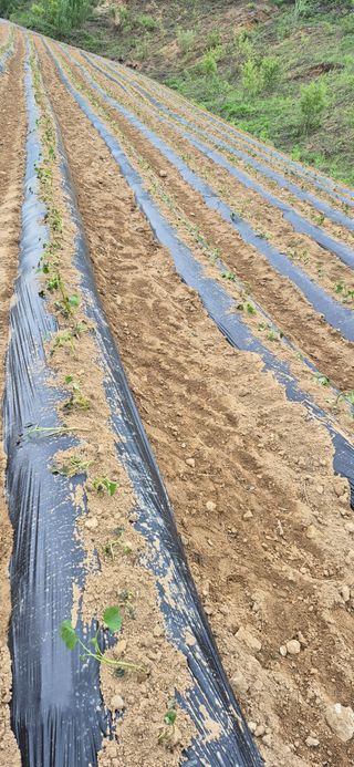 강성분님의 고구마 · 영농일지 작성글 사진