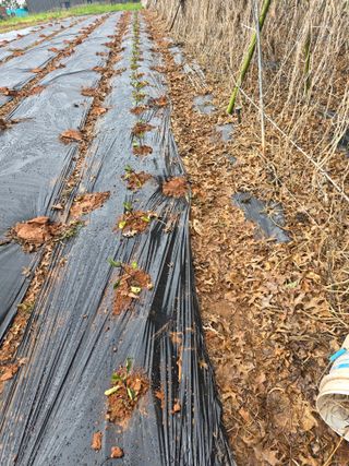 화니네농장님의 기타작물 · 영농일지 작성글 사진