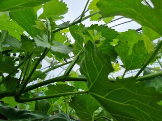 논산푸른팜님의 포도 · 영농일지 작성글 사진