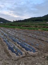 팜모닝 고구마·영농일지 게시글 이미지