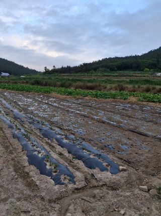 비금나루님의 고구마 · 영농일지 작성글 사진