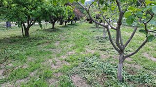 단감님의 기타작물 · 영농일지 작성글 사진